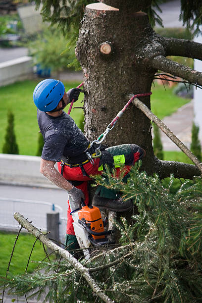  Wright Patterson Af, OH Tree Services Pros